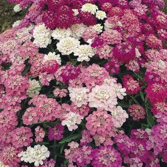 Iberis umbellata Fairy Mixed (zaad) - Scheefbloem