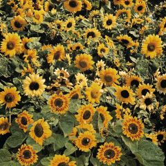 Zonnebloem Music Box (zaad) - Helianthus annuus