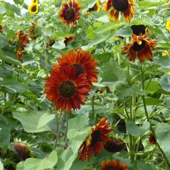Zonnebloem Velvet Queen (zaad) - Helianthus annuus