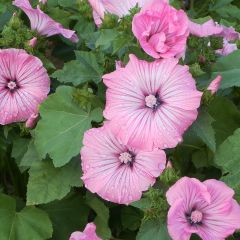 Lavatera trimestris Silver Cup (zaad) - Bekermalva