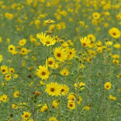 Prairie-zonnebloem Medecine Creek (zaad) - Helianthus maximiliani