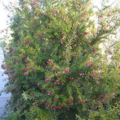 Grevillea rosmarinifolia Rosa Jenkinsii - Rozemarijn-grevillea