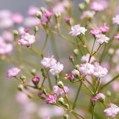 Gypsophila paniculata Flamingo - Bruidssluier