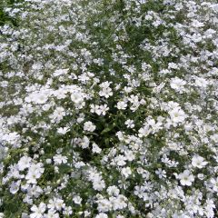 Gypsophila elegans Covent Garden (zaad) - Gipskruid