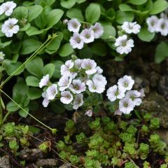 Gypsophila cerastioides - Gipskruid