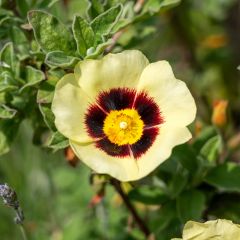 Halimiocistus wintonensis Merrist Wood Cream - Bastaard-cistusroos