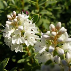 Hebe pinguifolia Sutherlandii - Struikveronica
