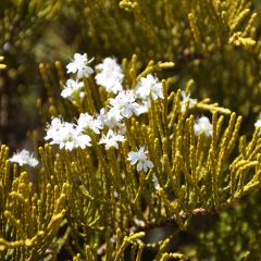 Hebe ochracea - Struikveronica