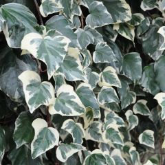 Hedera algeriensis Gloire de Marengo - Algerijnse klimop