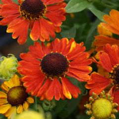 Helenium Mardi Gras - Zonnekruid