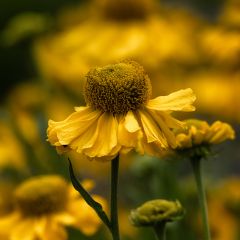 Helenium autumnale Pumilum Magnificum - Zonnekruid