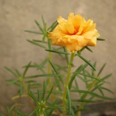 Helianthemum Orange Double - Zonneroosje
