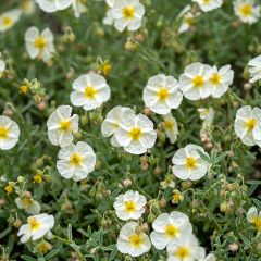 Helianthemum The Bride - Zonneroosje