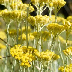 Helichrysum italicum - Kerrieplant