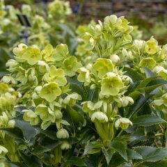 Helleborus argutifolius - Corsicaans nieskruid