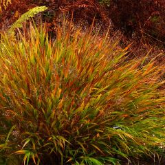Hakonechloa macra Nicolas - Japans berggras