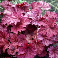 Heuchera Berry Smoothie - Purperklokje