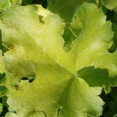 Heuchera Lime Rickey - Purperklokje