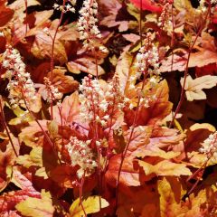 Heucherella Brass Lantern® - Purperklokje