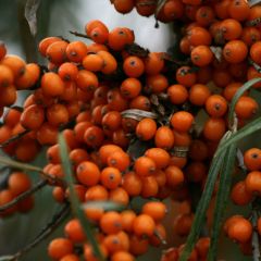 Duindoorn Friesdorfer Orange - Hippophae rhamnoides