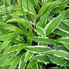 Hosta Stiletto - Hartlelie