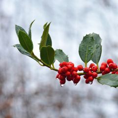 Ilex aquifolium JC Van Tol - Hulst