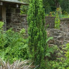 Ilex crenata Fastigiata - Japanse hulst