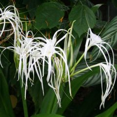 Hymenocallis longipetala - Spinlelie
