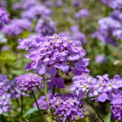 Iberis sempervirens Absolutely Amethyst - Scheefkelk