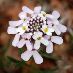 Iberis sempervirens Pink Ice - Scheefkelk