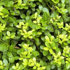 Ilex crenata Blondie - Hulst