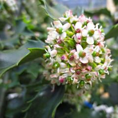 Ilex meserveae Blue Princess - Kastanjebladige hulst