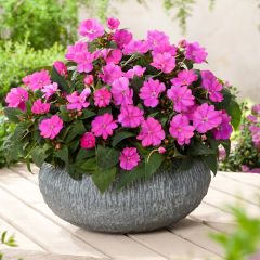 Impatiens hawkeri SunPatiens Compact Hot Lilac - Vlijtig liesje