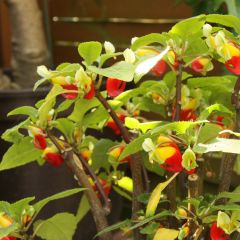 Impatiens niamniamensis Rood en Geel - Congobalsemien
