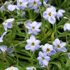 Ipheion Rolf Fiedler - Oude wijfjes
