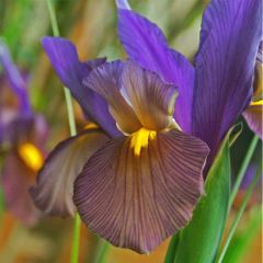 Iris hollandica Eye of the Tiger - Hollandse iris