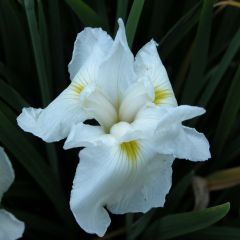 Iris ensata Comtesse de Paris - Japanse iris