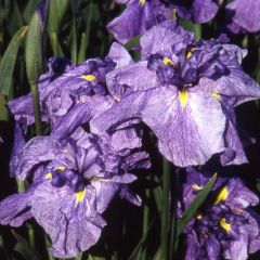 Iris ensata Dainagon - Japanse iris