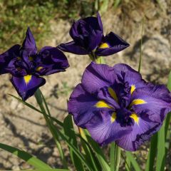 Iris ensata Geisha-Hiskiki - Japanse iris