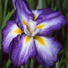 Iris ensata Illumination - Japanse iris
