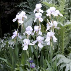 Iris germanica English cottage - Baardiris