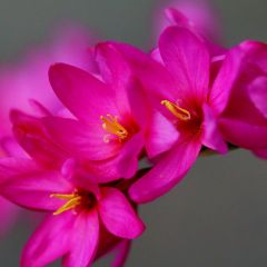 Ixia Venus - Afrikaanse korenlelie