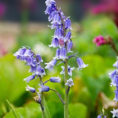 Spaanse hyacint - Hyacinthoides hispanica