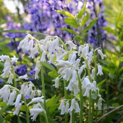 Spaanse hyacint Wit - Hyacinthoides hispanica Alba