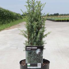 Juniperus communis Arnold - Jeneverbes