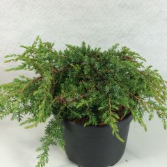 Juniperus communis Hornibrookii - Jeneverbes