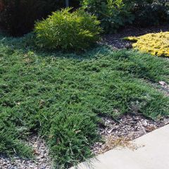 Juniperus horizontalis Wiltonii - Kruipende jeneverbes