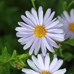 Kalimeris incisa Blue Star - Zomeraster