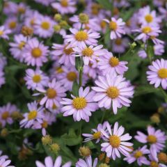 Kalimeris mongolica Antonia - Zomeraster
