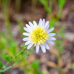 Kalimeris pinnatifida hortensis - Zomeraster